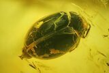 Detailed Fossil Beetle, Fly, and Mite in Baltic Amber #207525-2